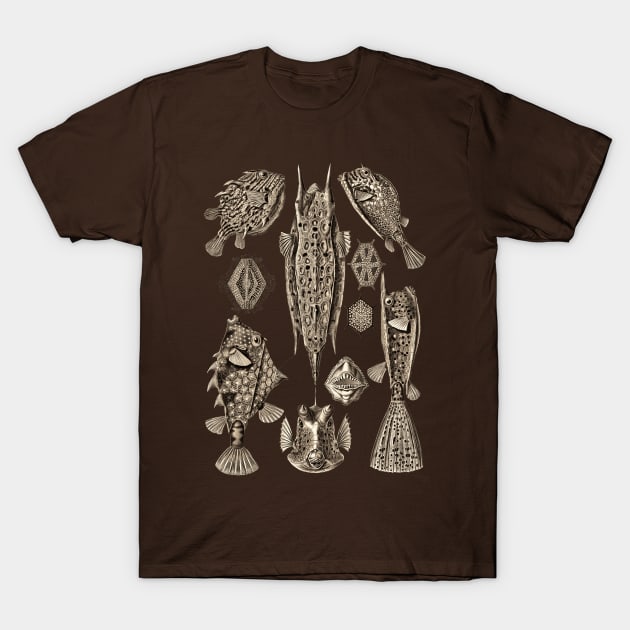 Ernst Haeckel Ostraciontes Fish  Wenge T-Shirt by Scientistudio